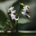 Solanum scabrum - Photo (c) Igor, algunos derechos reservados (CC BY-NC), subido por Igor