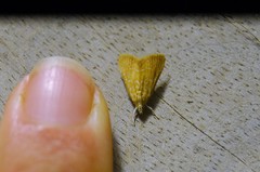 Glaphyria glaphyralis