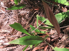 Cryptostylis erecta