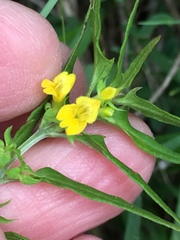 Melampyrum sylvaticum