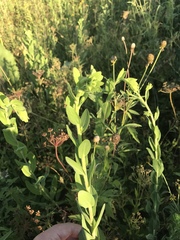 Solidago rigida humilis