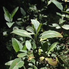 Ageratina glabrata