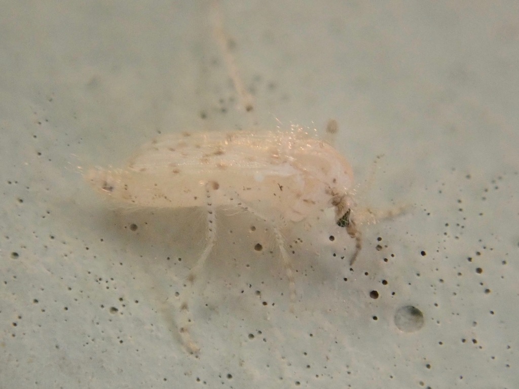 Chaoborus maculipes
