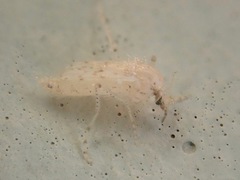 Chaoborus maculipes
