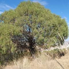 Juniperus poblana