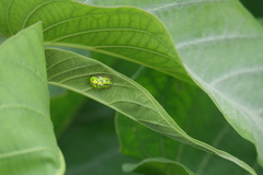 Chiridopsis bipunctata
