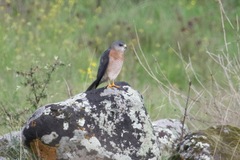 Accipiter brevipes