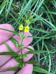 Melampyrum sylvaticum
