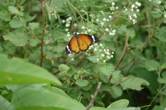 Danaus chrysippus