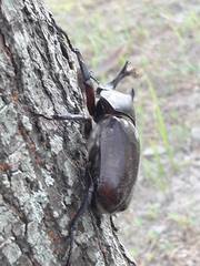 Trypoxylus dichotomus tsunobosonis