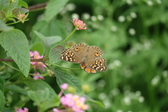 Junonia lemonias