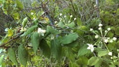 Funastrum pannosum