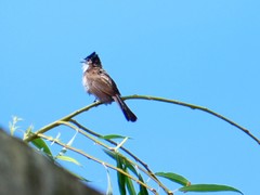 Pycnonotus xanthorrhous