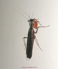 Pseudomiopteryx