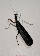 Pseudomiopteryx