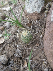 Echinofossulocactus pentacanthus