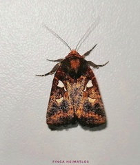 Calymniodes