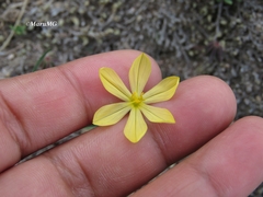 Sisyrinchium pringlei