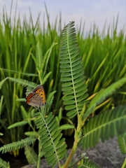 Lycaena phlaeas daimio