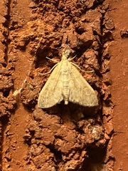 Glaphyria sesquistrialis