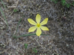 Sisyrinchium pringlei