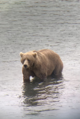 Ursus arctos middendorffi