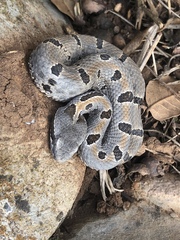 Crotalus morulus