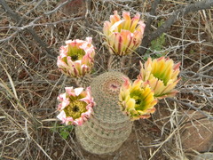 Echinocereus pectinatus rutowiorum