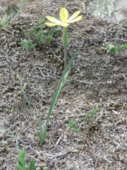 Sisyrinchium pringlei