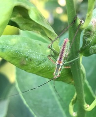 Scudderia