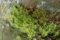 Pohlia longibracteata