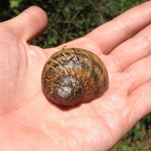 Humboldtiana fasciata