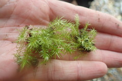 Pohlia longibracteata