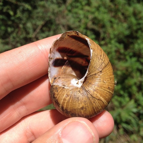 Humboldtiana fasciata