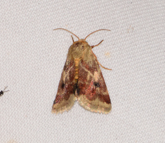 Schinia lynx