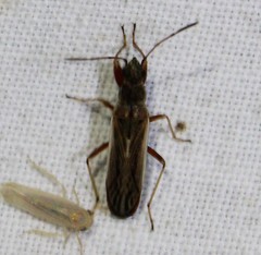 Paromius longulus