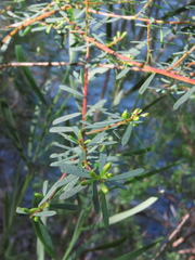 Pultenaea flexilis