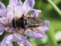 Merodon constans