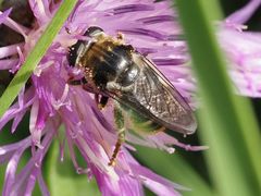 Merodon constans