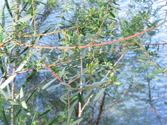 Pultenaea flexilis