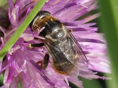 Merodon constans