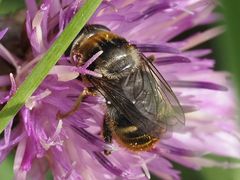 Merodon constans
