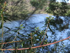Pultenaea flexilis