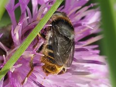Merodon constans