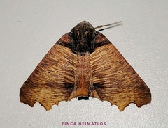Pero polygonaria
