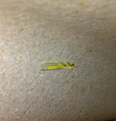 Zeugomantispa minuta