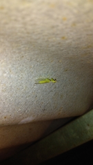 Zeugomantispa minuta