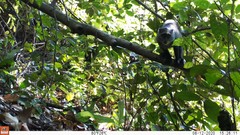 Cercopithecus mitis monoides