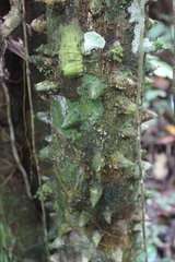Zanthoxylum rhoifolium