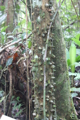 Zanthoxylum rhoifolium